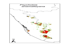 Psychotria anamallayana